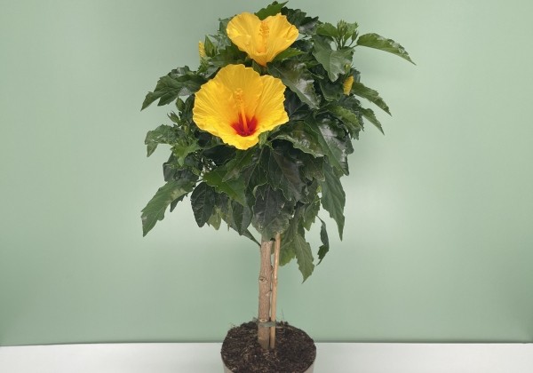 Hibiscus rosa sinensis yellow, augsstumbrs 17 cm podā