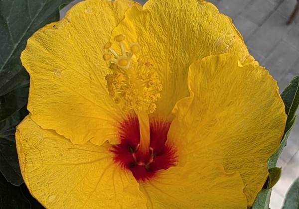 Hibiscus rosa sinensis yellow, augsstumbrs 17 cm podā