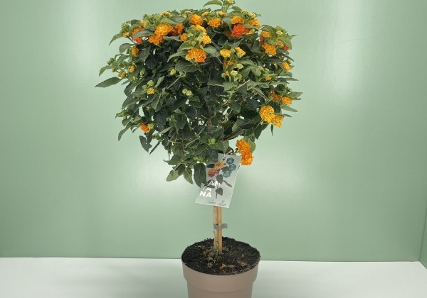 Lantana camara  orange, augststumbrs 17cm podā