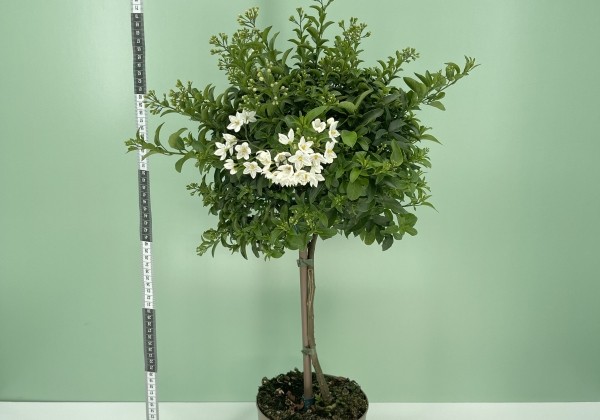 Solanum jasminoides  , augststumbrs 17cm podā