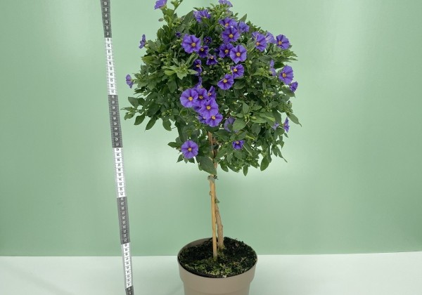 Solanum rantonnetii blue, augststumbrs 17cm podā