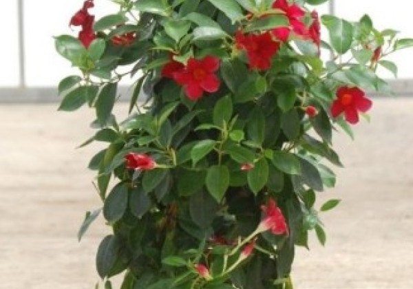Dipladenia red, piramīda 17cm podā