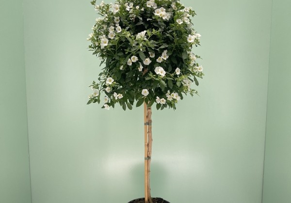 Solanum rantonnetii white, augststumbrs 17cm podā