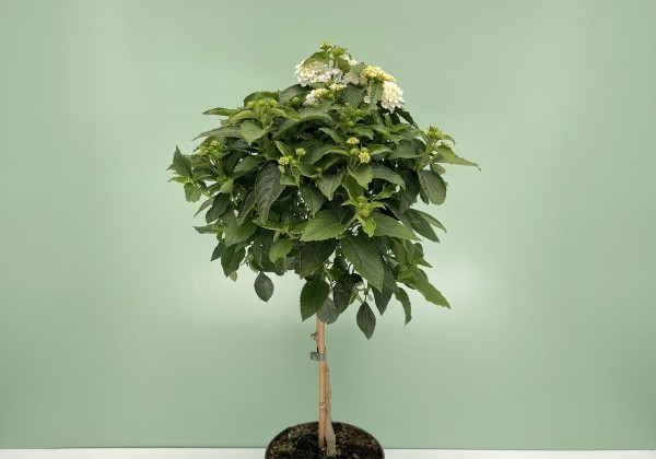 Lantana camara white, augststumbrs 17cm podā