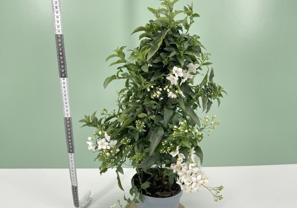 Solanum jasminoides  , piramīda 17cm podā