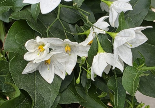 Solanum jasminoides  , piramīda 17cm podā