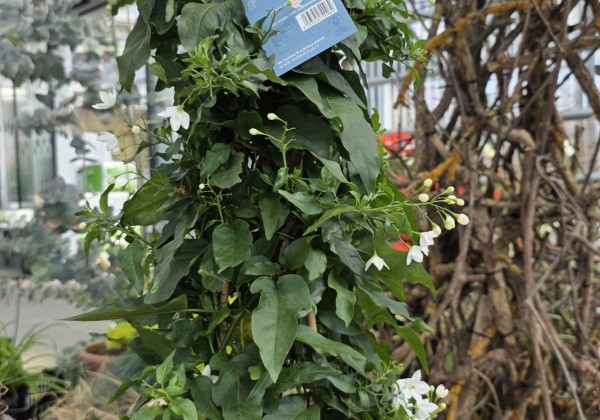 Solanum jasminoides  , piramīda 17cm podā