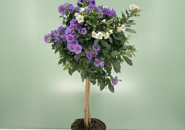 Solanum rantonnetii blue/white, augststumbrs 17cm podā