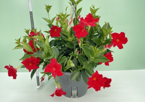 Dipladenia red, nokarena 27 cm podā