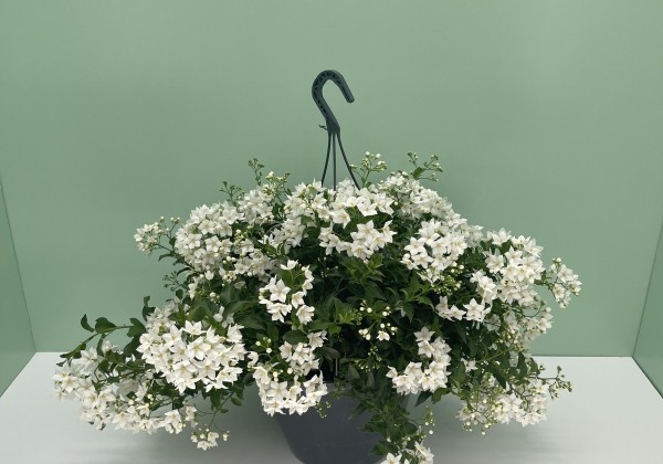 Solanum jasminoides  , nokarena 27 cm podā