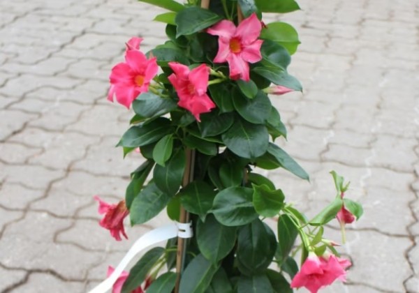 Dipladenia pink, piramīda 17cm podā