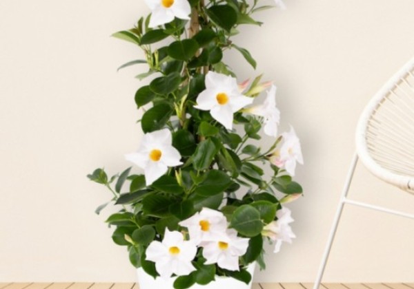 Dipladenia white, piramīda 17cm podā