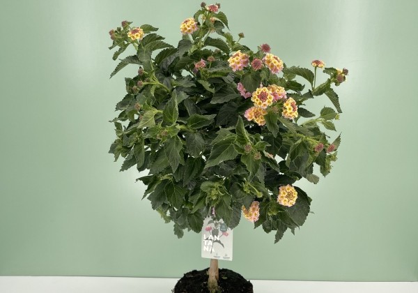 Lantana camara purple, augststumbrs 17cm podā