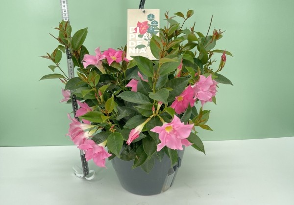 Dipladenia pink, nokarena 27 cm podā
