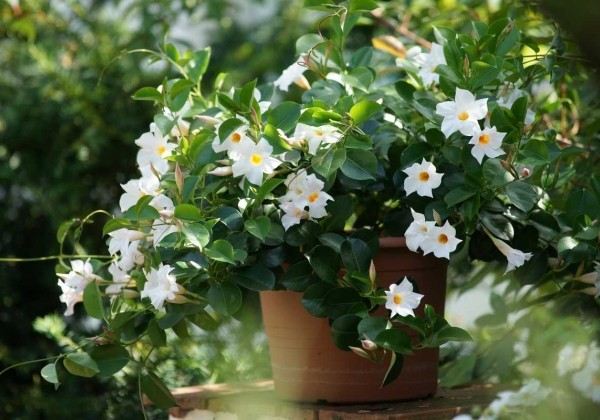 Dipladenia white, nokarena 27 cm podā