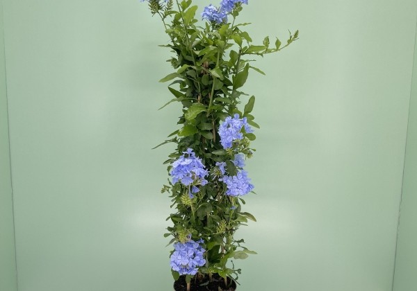 Plumbago capensis blue, piramīda 17cm podā