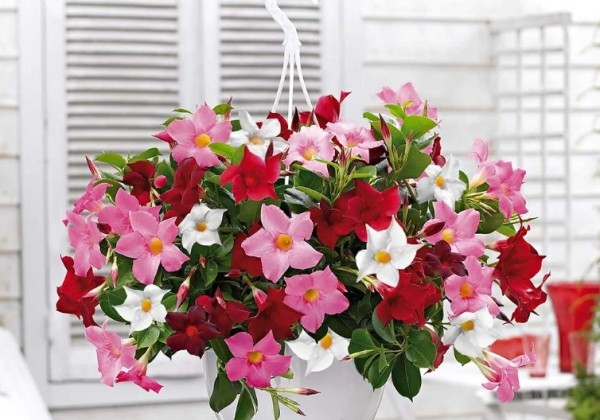 Dipladenia tricolor, nokarena 27 cm podā