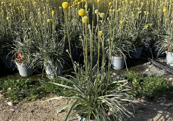 Craspedia globosa Golf Beauty 14 cm podā