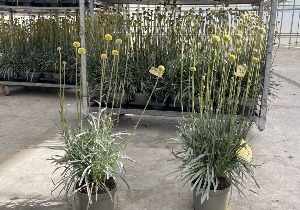 Craspedia globosa Golf Beauty 14 cm podā