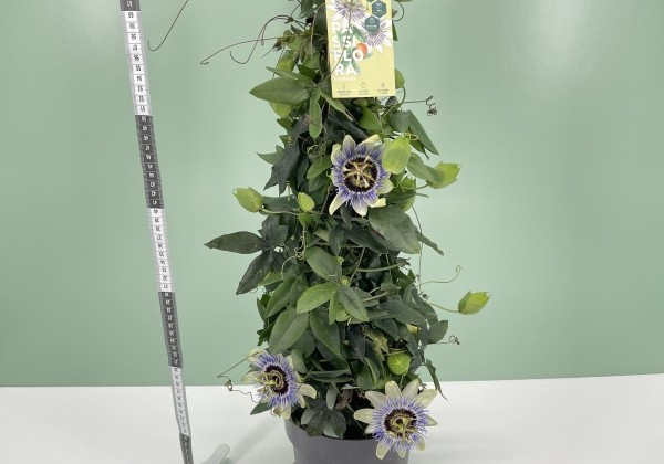 Passiflora cerulea Cerulea, piramīda 17cm podā