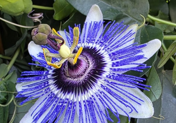 Passiflora cerulea Cerulea, piramīda 17cm podā
