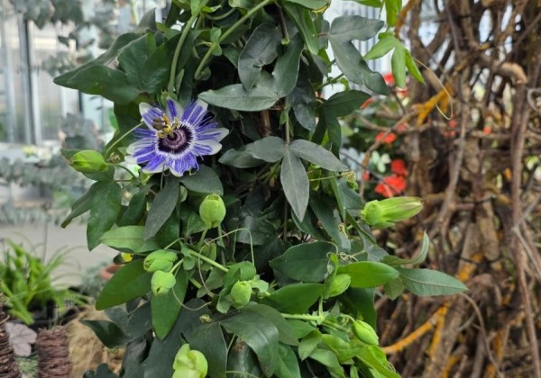Passiflora cerulea Cerulea, piramīda 17cm podā