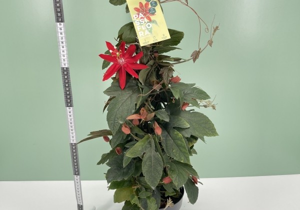 Passiflora coccinea Coccinea, piramīda 17cm podā