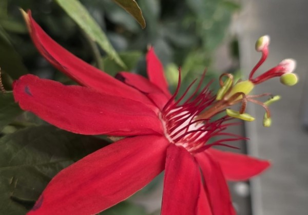 Passiflora coccinea Coccinea, piramīda 17cm podā