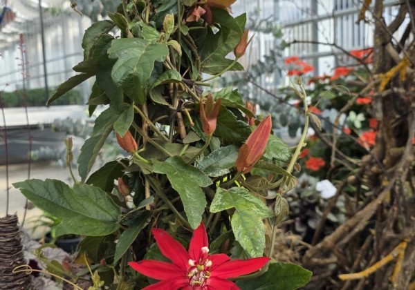 Passiflora coccinea Coccinea, piramīda 17cm podā