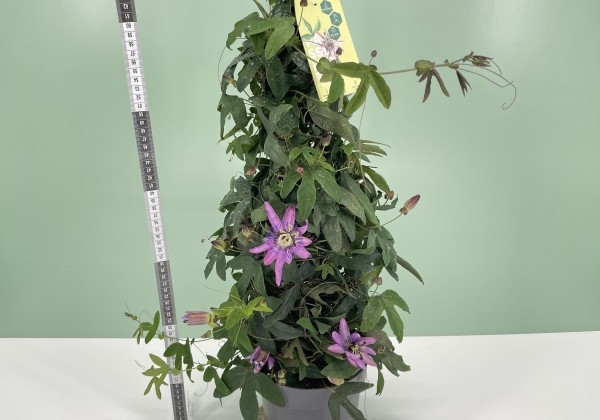 Passiflora violacea Violacea, piramīda 17cm podā