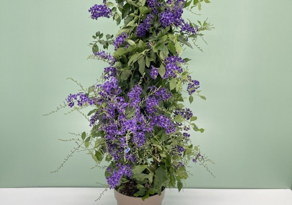 Duranta repens, piramīda 17cm podā