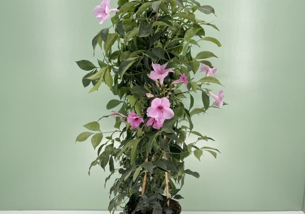 Pandorea jasminoides Rosea, piramīda 17cm podā