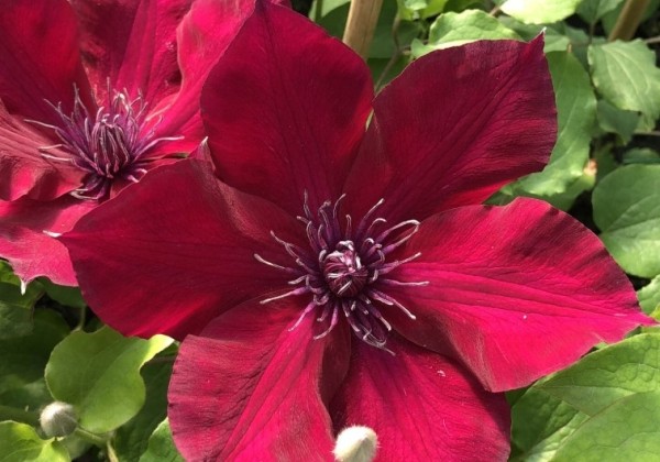 Clematis Boulevard Burgundy color, piramīda 17cm podā