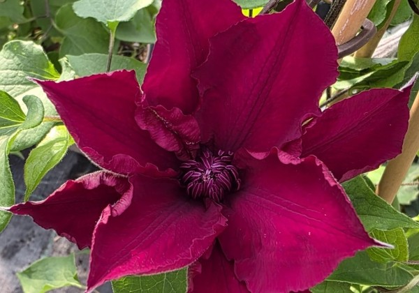 Clematis Boulevard Burgundy color, piramīda 17cm podā