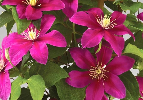 Clematis Boulevard Fuchsia color, piramīda 17cm podā