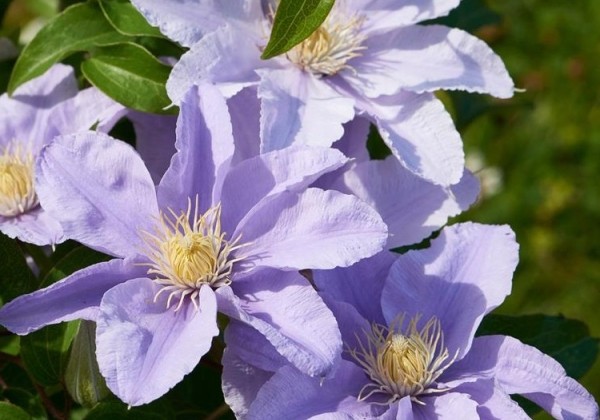 Clematis Boulevard Liliac color, piramīda 17cm podā