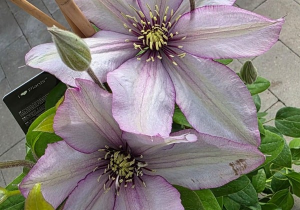 Clematis Boulevard Liliac color, piramīda 17cm podā