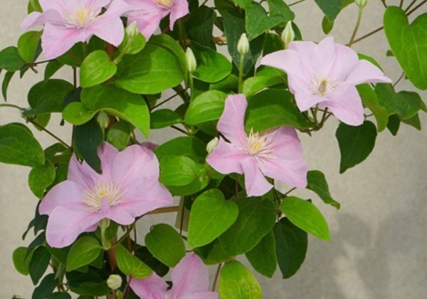 Clematis Boulevard pink, piramīda 17cm podā