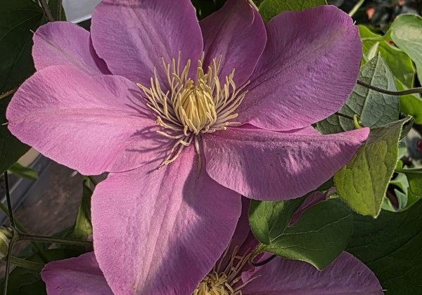 Clematis Boulevard pink, piramīda 17cm podā