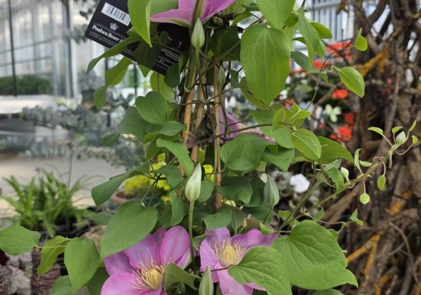 Clematis Boulevard pink, piramīda 17cm podā