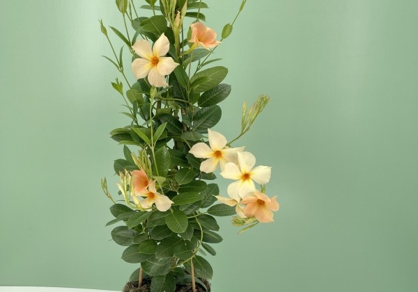 Dipladenia Bella Sunrise Apricot, piramīda 17cm podā