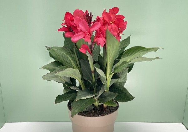 Canna indica Cannova pink, 17cm podā