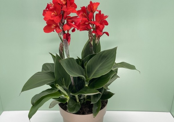 Canna indica Cannova red, 17cm podā