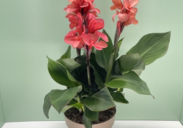 Canna indica Cannova rose, 17cm podā