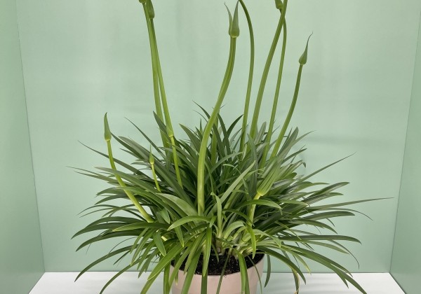 Agapanthus white 17cm podā