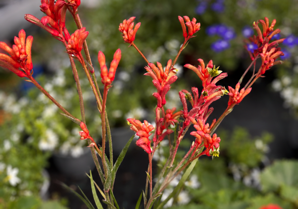 Anigozanthos 17cm podā