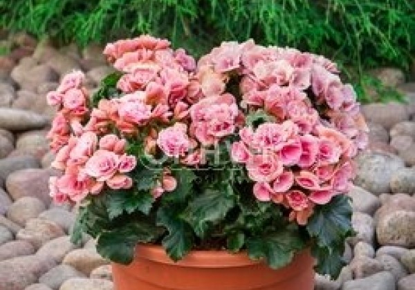 Begonia Barkos kolekcija Berseba Light Pink