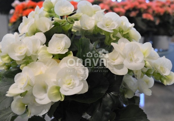 Begonia Ilonas kolekcija White Netja