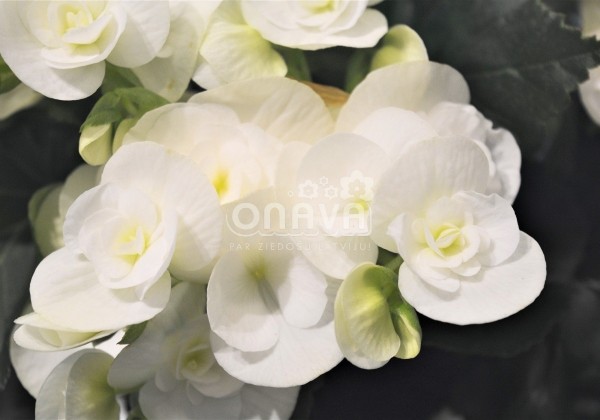Begonia Ilonas kolekcija White Netja