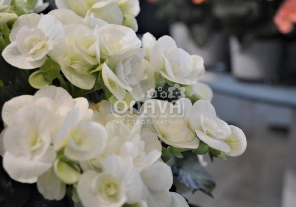 Begonia Ilonas kolekcija White Netja